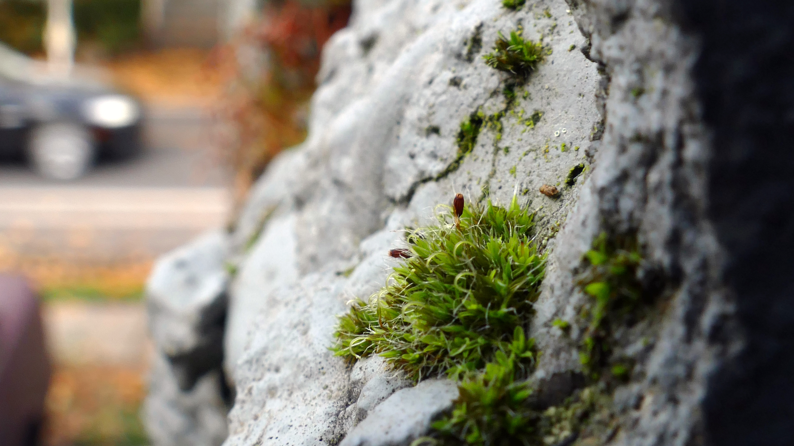 moss growing on a partially collapsed wall