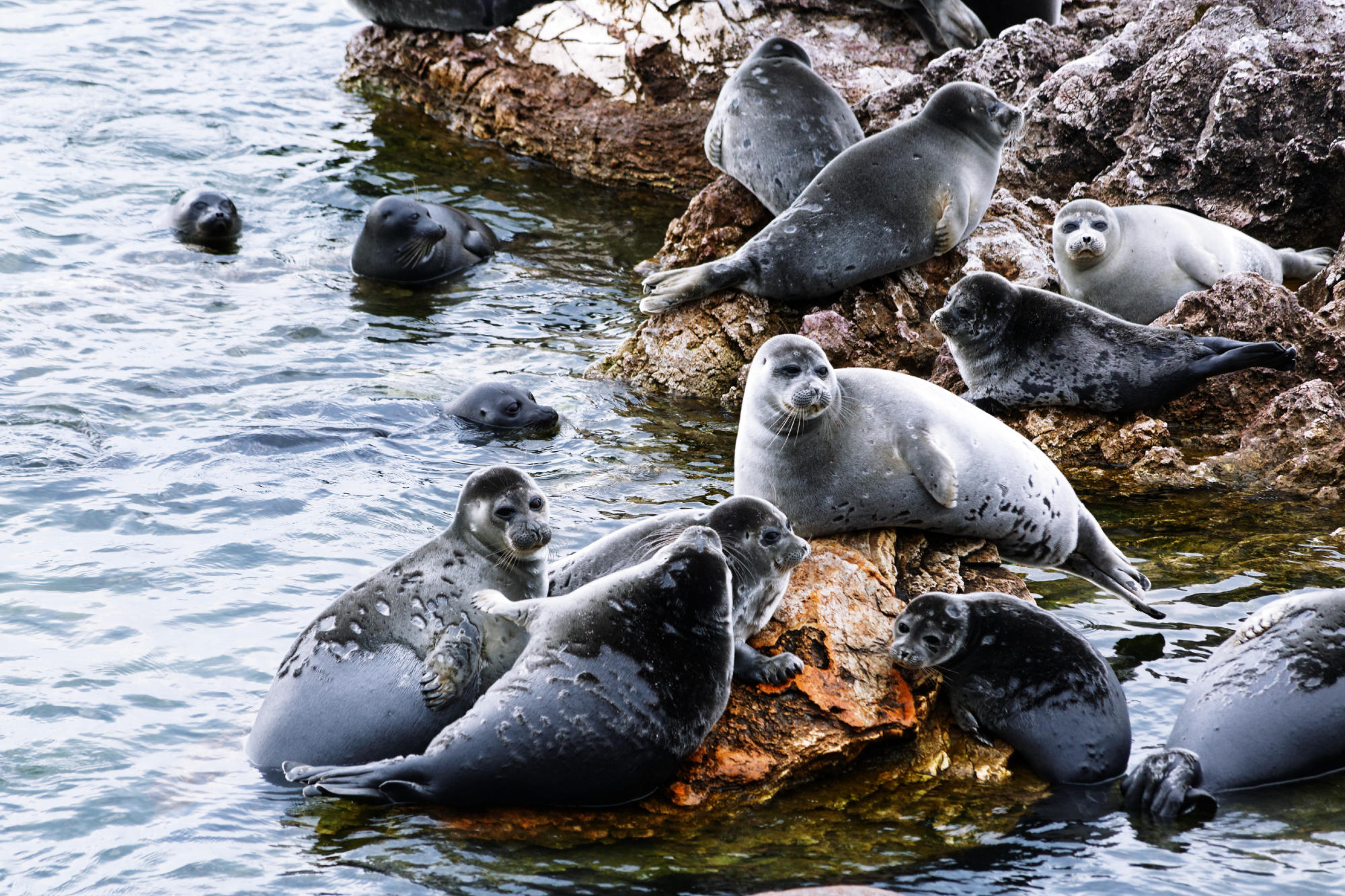 Nerpas lounging on rocks, Sergio Tittarini, CC-BY 2016