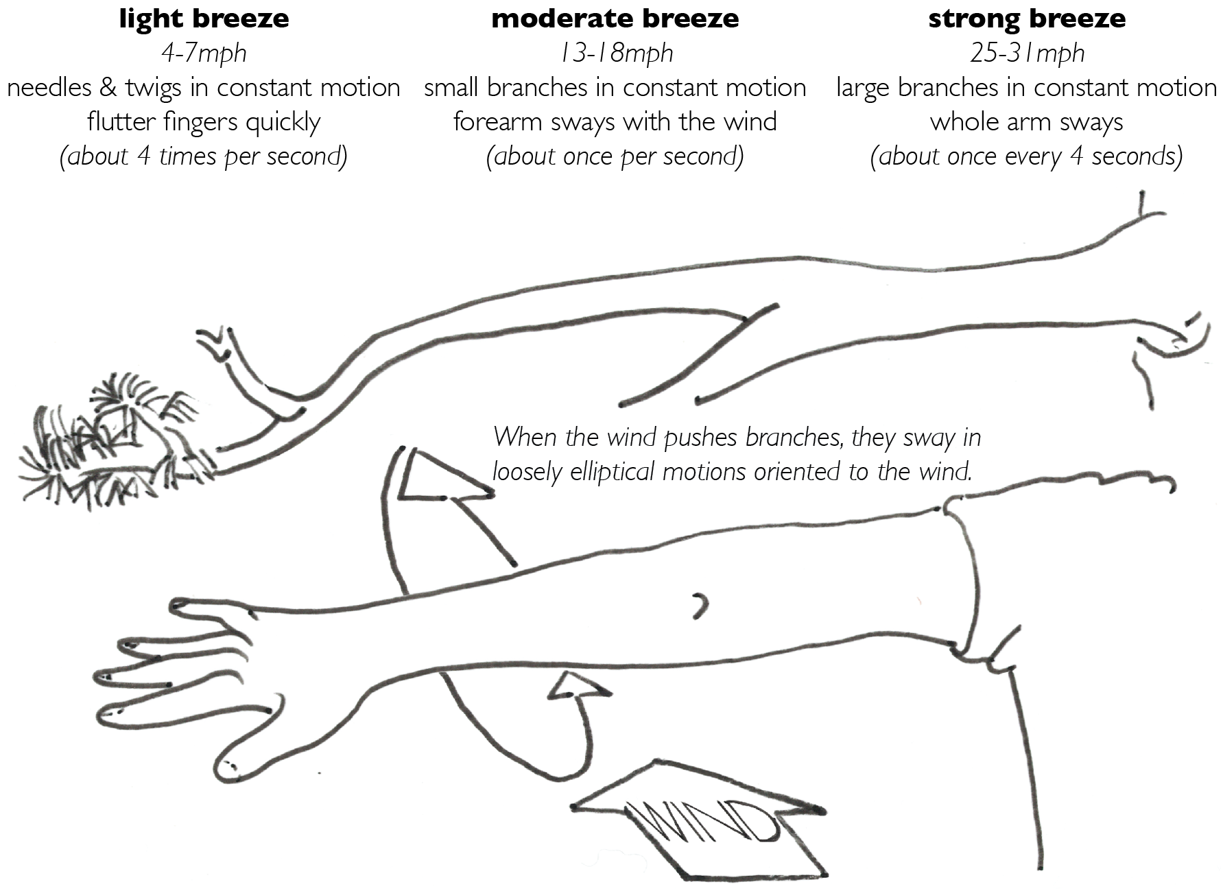 handout conifer beaufort